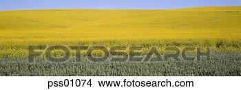Stock Photo - panoramic view 
of mustard field. 
fotosearch - search 
stock photos, 
pictures, images, 
and photo clipart