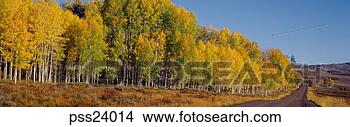 Stock Photo - panoramic view 
of treelined road. 
fotosearch - search 
stock photos, 
pictures, images, 
and photo clipart