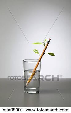 Stock Photography - pencil with leaves 
in water glass. 
fotosearch - search 
stock photos, 
pictures, images, 
and photo clipart