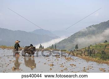 Stock Photo - people farming 
on asian rice 
terrace. fotosearch 
- search stock 
photos, pictures, 
images, and photo 
clipart