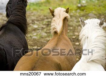 Picture - rear view of three 
horses, iceland. 
fotosearch - search 
stock photos, 
pictures, images, 
and photo clipart