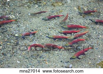 Stock Photo - salmon swimming 
in lake. fotosearch 
- search stock 
photos, pictures, 
images, and photo 
clipart