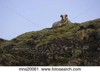 Stock Photography - sheep grazing 
on rocky hill, 
iceland. fotosearch 
- search stock 
photos, pictures, 
images, and photo 
clipart