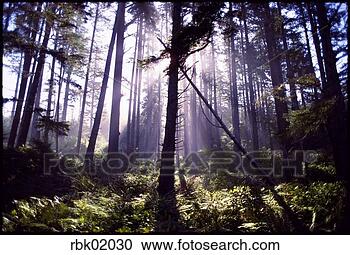 Stock Photography - silhouette of 
trees in forest. 
fotosearch - search 
stock photos, 
pictures, images, 
and photo clipart