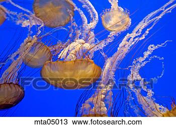 Stock Photo - small group of 
jellyfish underwater. 
fotosearch - search 
stock photos, 
pictures, images, 
and photo clipart