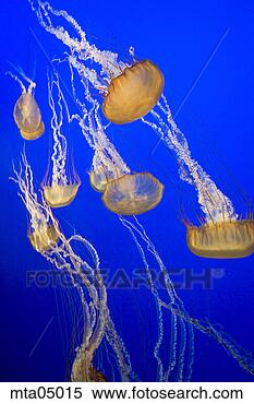 Stock Image - small group of 
jellyfish underwater. 
fotosearch - search 
stock photos, 
pictures, images, 
and photo clipart