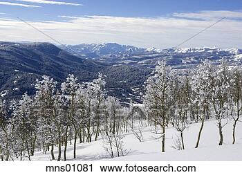Stock Photography - snowy trees. fotosearch 
- search stock 
photos, pictures, 
images, and photo 
clipart