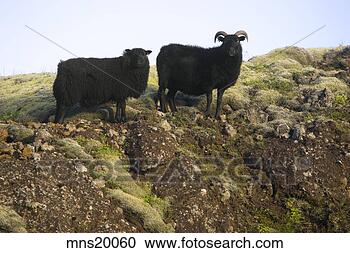 Stock Photography - two black sheep, 
iceland. fotosearch 
- search stock 
photos, pictures, 
images, and photo 
clipart
