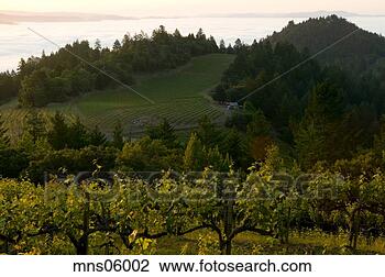Stock Photo - vineyard and rural 
landscape,  mountain 
vineyard,  napa 
valley. fotosearch 
- search stock 
photos, pictures, 
images, and photo 
clipart