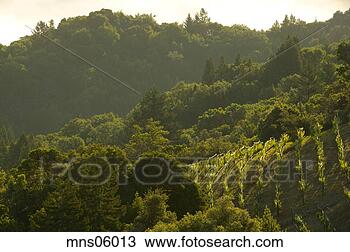 Stock Photo - vineyard at sunrise, 
mountain vineyard, 
napa valley, california. 
fotosearch - search 
stock photos, 
pictures, images, 
and photo clipart