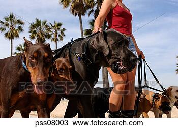 Stock Photo - woman rollerblading 
and walking dogs. 
fotosearch - search 
stock photos, 
pictures, images, 
and photo clipart