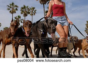 Stock Photo - woman rollerblading 
and walking dogs. 
fotosearch - search 
stock photos, 
pictures, images, 
and photo clipart