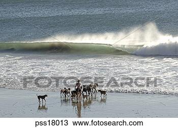 Stock Photo - woman walking 
on the beach with 
dogs. fotosearch 
- search stock 
photos, pictures, 
images, and photo 
clipart