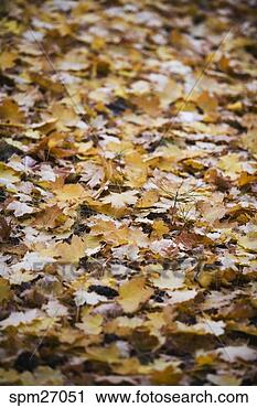 Stock Photography - autumn leaves 
on the ground. 
fotosearch - search 
stock photos, 
pictures, images, 
and photo clipart
