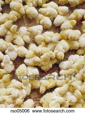 Stock Photo - baby chicks. fotosearch 
- search stock 
photos, pictures, 
images, and photo 
clipart