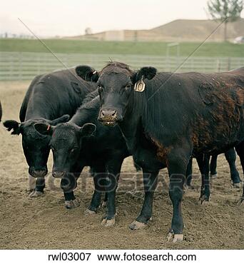 Picture - black cows in 
a pen on a ranch. 
fotosearch - search 
stock photos, 
pictures, images, 
and photo clipart