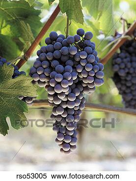 Stock Image - bunch of grapes. 
fotosearch - search 
stock photos, 
pictures, images, 
and photo clipart