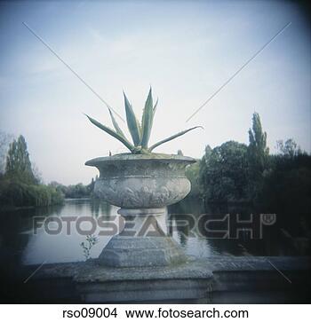 Stock Photo - cactus in pot 
by reflecting 
pool. fotosearch 
- search stock 
photos, pictures, 
images, and photo 
clipart