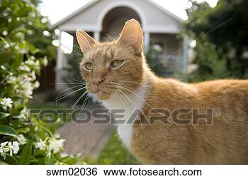 Stock Photo - cat standing in 
front yard. fotosearch 
- search stock 
photos, pictures, 
images, and photo 
clipart