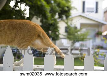 Stock Image - cat walking on 
picket fence. 
fotosearch - search 
stock photos, 
pictures, images, 
and photo clipart