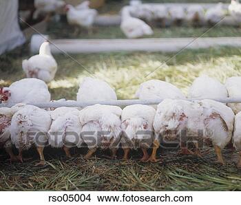 Stock Photo - chickens in coop. 
fotosearch - search 
stock photos, 
pictures, images, 
and photo clipart