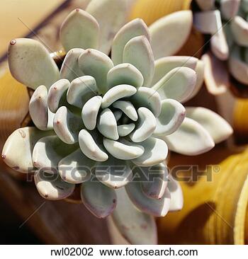 Stock Photo - close up of a 
cactus flower. 
fotosearch - search 
stock photos, 
pictures, images, 
and photo clipart