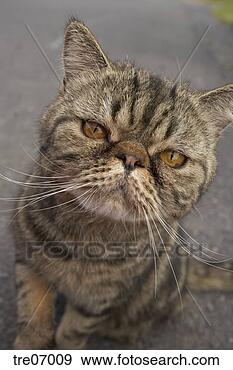Stock Photograph - close-up of cat's 
face. fotosearch 
- search stock 
photos, pictures, 
images, and photo 
clipart