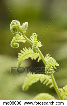 Stock Photo - close-up of fiddleheads. 
fotosearch - search 
stock photos, 
pictures, images, 
and photo clipart