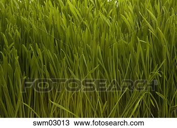 Stock Photo - close up of grass. 
fotosearch - search 
stock photos, 
pictures, images, 
and photo clipart