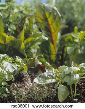 Stock Photography - close up of leaf 
vegetables. fotosearch 
- search stock 
photos, pictures, 
images, and photo 
clipart