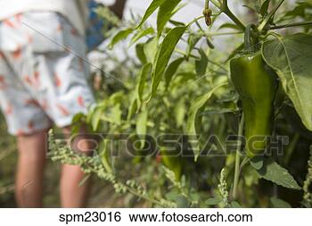 Stock Photo - close up of pepper 
growing in garden. 
fotosearch - search 
stock photos, 
pictures, images, 
and photo clipart