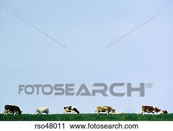 Stock Photography - cows grazing in 
alpine meadow, 
valle maira, italy. 
fotosearch - search 
stock photos, 
pictures, images, 
and photo clipart