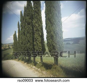 Stock Photo - cypress trees 
and country road 
in italy. fotosearch 
- search stock 
photos, pictures, 
images, and photo 
clipart