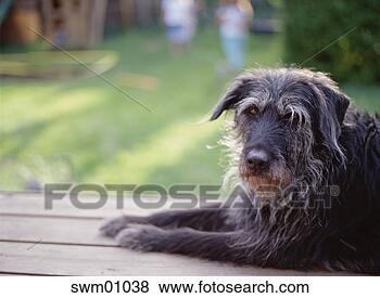 Stock Photo - dog resting on 
porch. fotosearch 
- search stock 
photos, pictures, 
images, and photo 
clipart