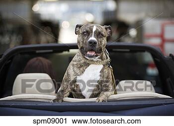 Stock Photography - dog sitting in 
backseat of convertible. 
fotosearch - search 
stock photos, 
pictures, images, 
and photo clipart