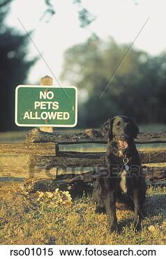Stock Image - dog sitting beside 

