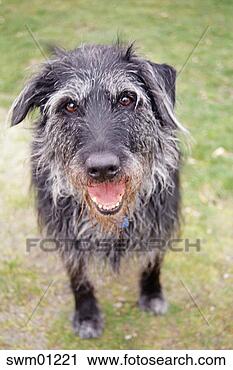 Stock Photography - dog standing in 
grass. fotosearch 
- search stock 
photos, pictures, 
images, and photo 
clipart