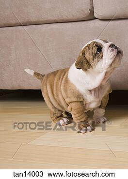 Stock Photo - english bulldog 
puppies. fotosearch 
- search stock 
photos, pictures, 
images, and photo 
clipart