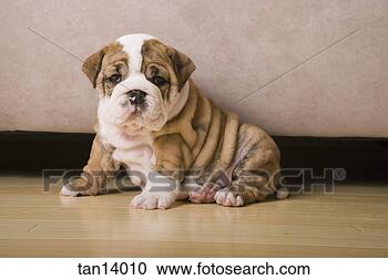 Stock Photography - english bulldog 
puppies. fotosearch 
- search stock 
photos, pictures, 
images, and photo 
clipart