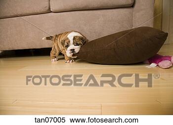 Stock Image - english bulldog 
puppy biting pillow. 
fotosearch - search 
stock photos, 
pictures, images, 
and photo clipart