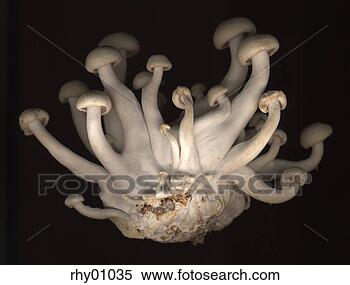 Stock Image - enoki mushrooms. 
fotosearch - search 
stock photos, 
pictures, images, 
and photo clipart