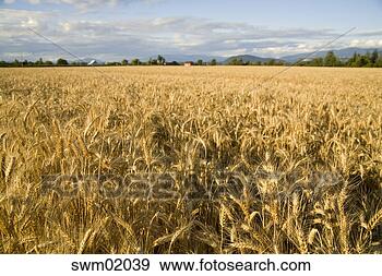 Stock Photograph - field of wheat. 
fotosearch - search 
stock photos, 
pictures, images, 
and photo clipart