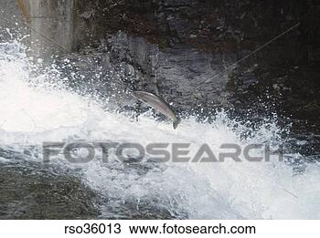 Stock Photo - fish swimming 
upstream. fotosearch 
- search stock 
photos, pictures, 
images, and photo 
clipart