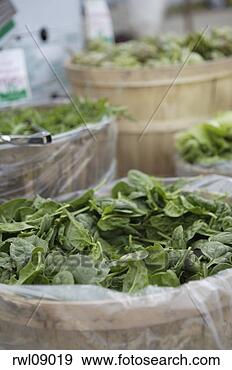 Stock Photograph - fresh spinach 
in barrels. fotosearch 
- search stock 
photos, pictures, 
images, and photo 
clipart