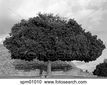 Stock Photography - giant tree, monte 
alban, oaxaca, 
mexico. fotosearch 
- search stock 
photos, pictures, 
images, and photo 
clipart
