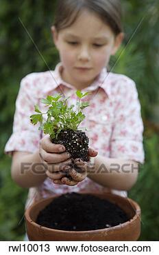 Stock Photo - girl planting 
parsley. fotosearch 
- search stock 
photos, pictures, 
images, and photo 
clipart