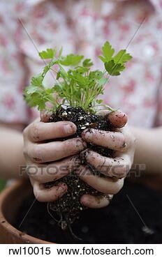 Stock Image - girl planting 
parsley. fotosearch 
- search stock 
photos, pictures, 
images, and photo 
clipart