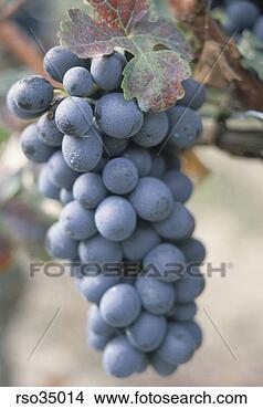 Stock Photo - grapes. fotosearch 
- search stock 
photos, pictures, 
images, and photo 
clipart
