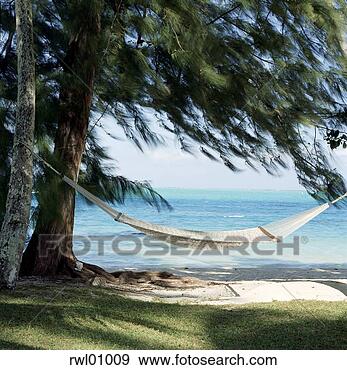 Stock Photograph - hammock on tropical 
beach. fotosearch 
- search stock 
photos, pictures, 
images, and photo 
clipart