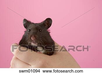 Stock Photo - hand holding hamster. 
fotosearch - search 
stock photos, 
pictures, images, 
and photo clipart